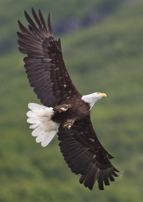 Bald Eagle In Flight